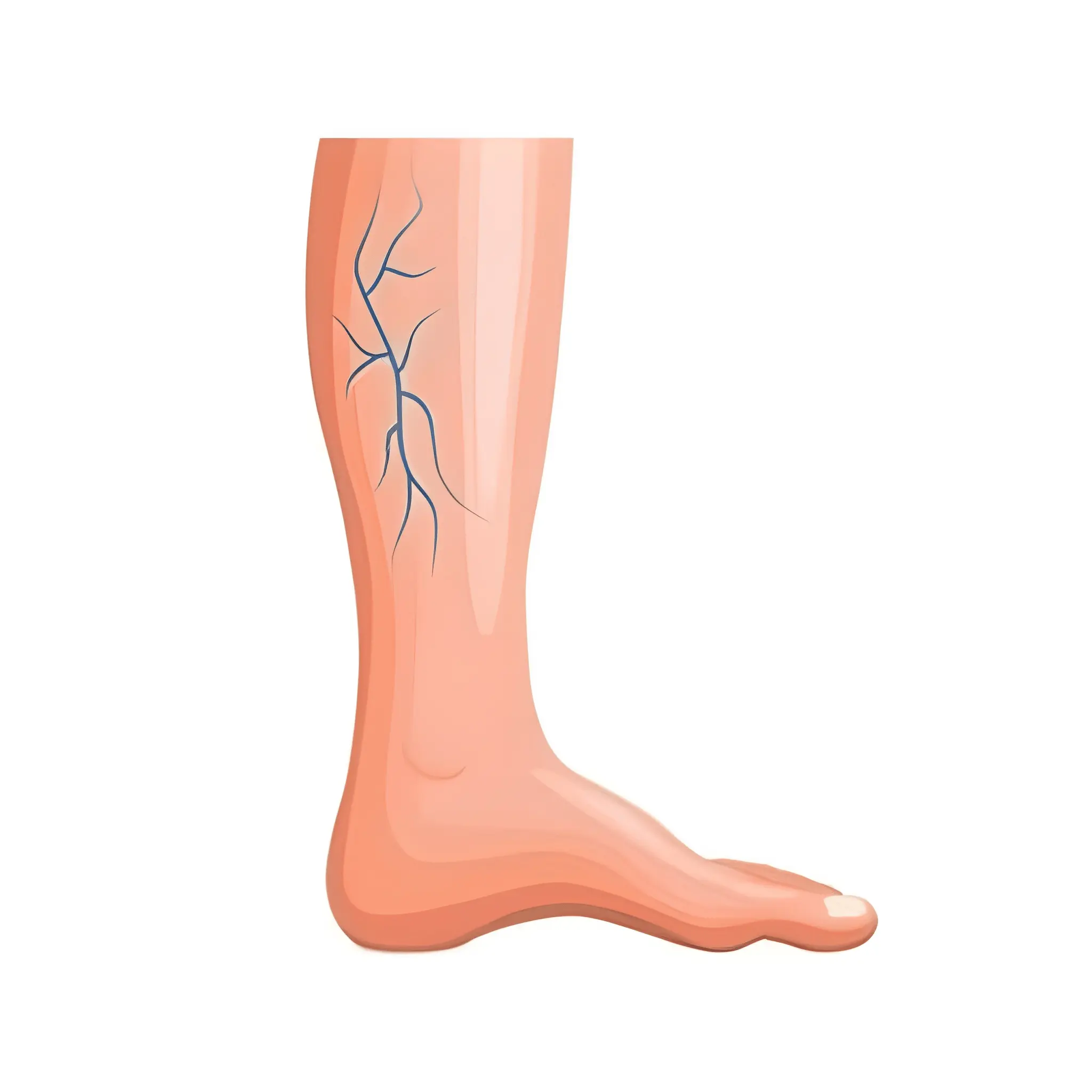 رتیکولار (رگ شبکه‌ای) reticular veins