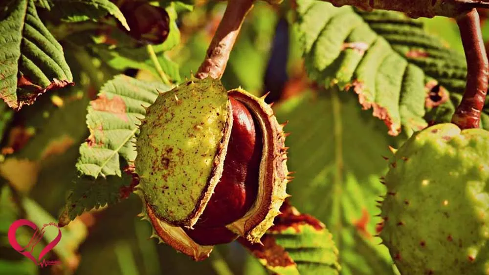فرآورده گیاهی